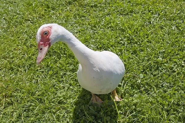 Domestic Duck, Muscovy Duck (Cairina moschata) adult, standing on grass, Somerset, England, may