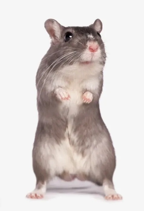 Framed Print : Domestic Gerbil, adult, standing on hind legs