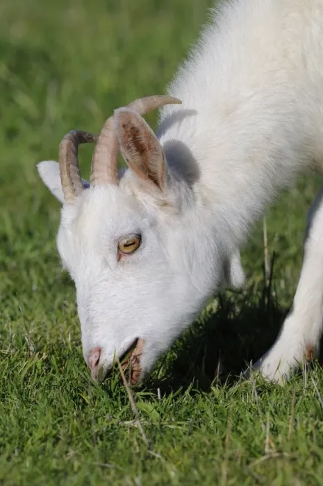 Framed Print : Domestic Goat, adult, close-up of head, feeding on grass, Oxfordshire, England, october Framed Print : Domestic Goat, adult, close-up of head, feeding on grass, Oxfordshire, England, october