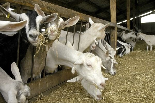 Domestic Goat, adult females, milking herd at feed barrier, Cheshire, England, august