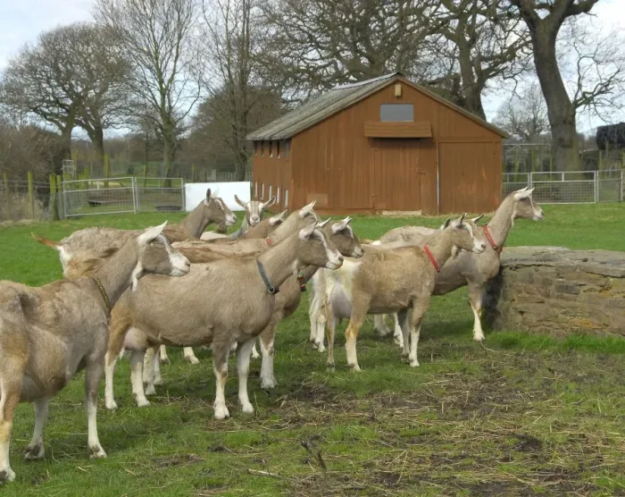 Framed Print : Domestic Goat, adult females, milking herd standing in pasture, near Chorley, Lancashire, England, april Framed Print : Domestic Goat, adult females, milking herd standing in pasture, near Chorley, Lancashire, England, april