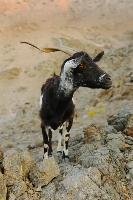 Framed Print : Domestic Goat, adult, standing on rocks, cause of complete overgrazing of vegetation on island, Samha island, Socotra Framed Print : Domestic Goat, adult, standing on rocks, cause of complete overgrazing of vegetation on island, Samha island, Socotra