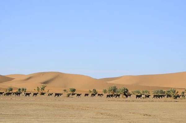 Domestic Goat, flock, browsing bushes at edge of desert sand dunes, Sahara, Morocco, january