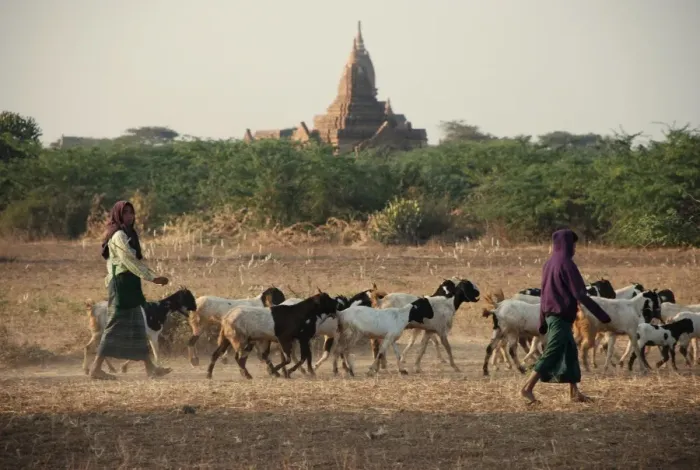 Framed Print : Domestic Goat, herd, with goatherders and Buddhist temple in distance, Bagan, Mandalay Region, Myanmar, January