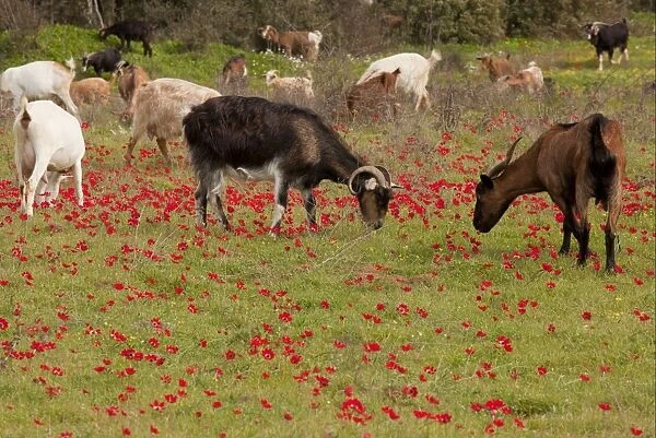 Domestic Goat, herd grazing amongst Peacock Anemone (Anemone pavonina) flowers, Mani Peninsula, Greece, march