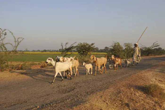 Framed Print : Domestic Goat, herd, walking on road with herder, near Bharatpur, Rajasthan, India, December Framed Print : Domestic Goat, herd, walking on road with herder, near Bharatpur, Rajasthan, India, December