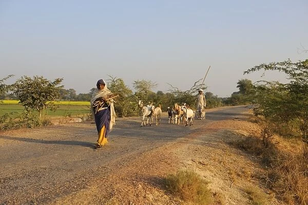 Domestic Goat, herd, walking on road with herder and woman carrying firewood, near Bharatpur, Rajasthan, India
