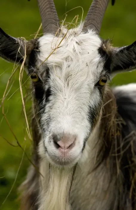 Framed Print : Domestic Goat, Hungarian Goat, adult male, close-up of head covered with grass, Hortobagy N. P Framed Print : Domestic Goat, Hungarian Goat, adult male, close-up of head covered with grass, Hortobagy N. P