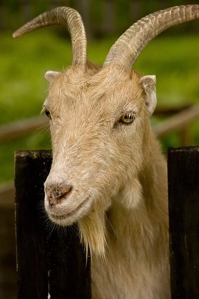 Domestic Goat, Little-eared Goat, adult, close-up of head, Hortobagy N. P. Great Plain, Eastern Hungary, october
