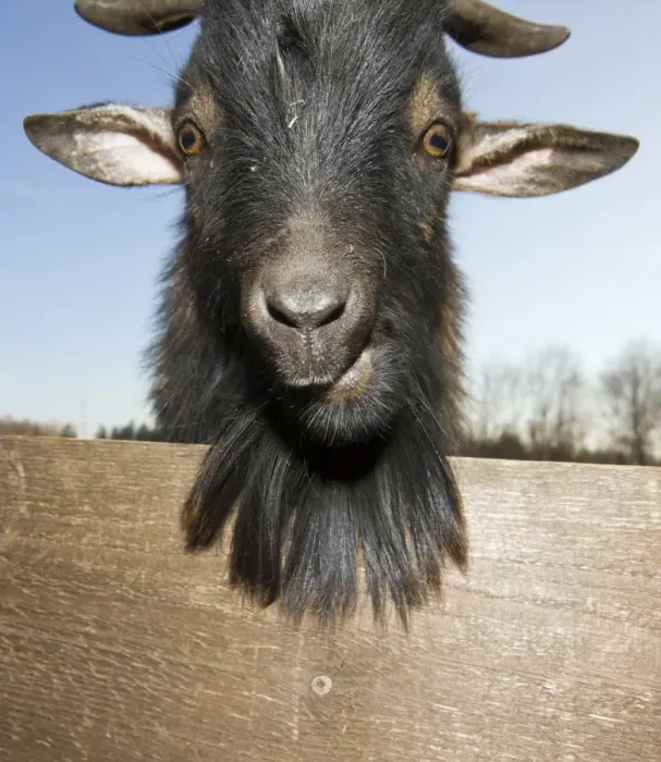 Framed Print : Domestic goat portrait, Capra hircus, Germany, Bavaria Framed Print : Domestic goat portrait, Capra hircus, Germany, Bavaria