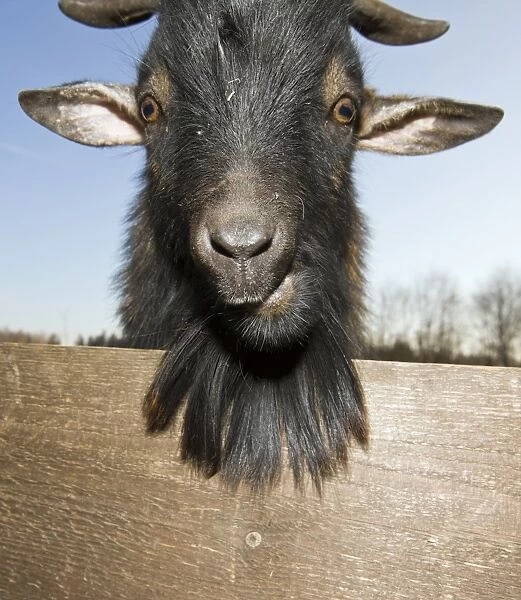 Domestic goat portrait, Capra hircus, Germany, Bavaria