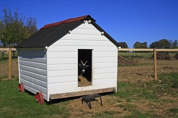 Domestic Goat, Pygmy Goat, adult, looking out from entrance of mobile shed in paddock, Museum of East Anglian Life
