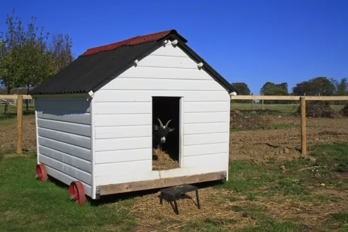 Framed Print : Domestic Goat, Pygmy Goat, adult, looking out from entrance of mobile shed in paddock, Museum of East Anglian Life