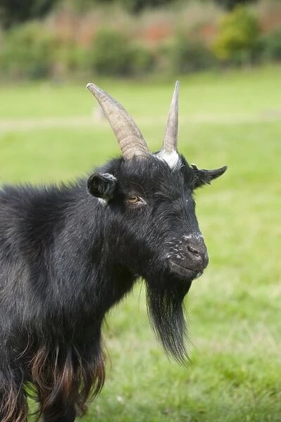 Domestic Goat, Pygmy Goat, adult male, close-up of head, Whitewell, Clitheroe, Lancashire, England, september