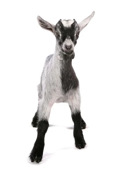Domestic Goat, Pygmy Goat, kid, standing
