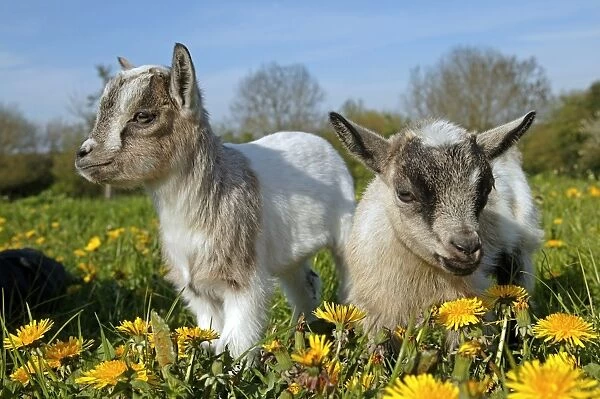 Domestic Goat, Pygmy Goat, two three-month old kids, standing in pasture with dandelion flowers, France, spring