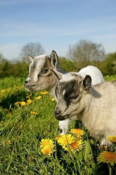 Domestic Goat, Pygmy Goat, two three-month old kids, standing in pasture with dandelion flowers, France, spring