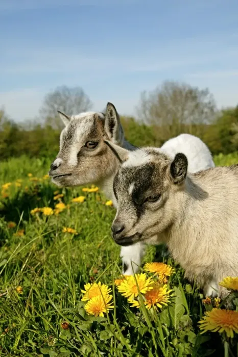 Framed Print : Domestic Goat, Pygmy Goat, two three-month old kids, standing in pasture with dandelion flowers, France, spring Framed Print : Domestic Goat, Pygmy Goat, two three-month old kids, standing in pasture with dandelion flowers, France, spring