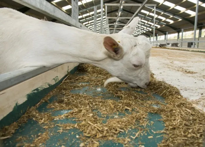 Framed Print : Domestic Goat, Saanen nanny, close-up of head, feeding at feed barrier in yard, Yorkshire, England, September