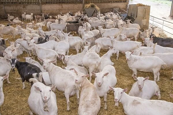 Domestic Goat, Saanen, Toggenburg and British Alpine nanny goats, dairy herd in straw yard, Lancashire, England