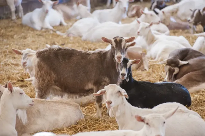 Framed Print : Domestic Goat, Saanen, Toggenburg and British Alpine nanny goats, dairy herd in straw yard, Lancashire, England Framed Print : Domestic Goat, Saanen, Toggenburg and British Alpine nanny goats, dairy herd in straw yard, Lancashire, England