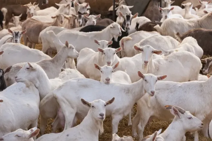 Framed Print : Domestic Goat, Saanen, Toggenburg and British Alpine nanny goats, dairy herd in straw yard, Lancashire, England Framed Print : Domestic Goat, Saanen, Toggenburg and British Alpine nanny goats, dairy herd in straw yard, Lancashire, England