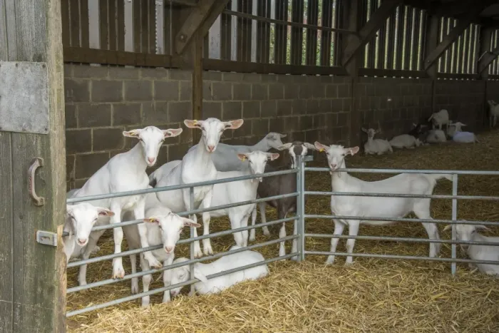 Framed Print : Domestic Goat, Saanen and Toggenburg juveniles, herd standing at fence in straw yard, Yorkshire, England, September Framed Print : Domestic Goat, Saanen and Toggenburg juveniles, herd standing at fence in straw yard, Yorkshire, England, September