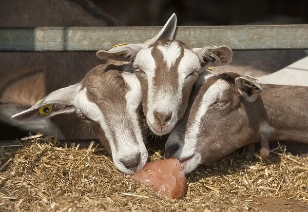 Domestic Goat, Toggenburg nannies, close-up of heads, licking mineral block at feed barrier, Yorkshire, England