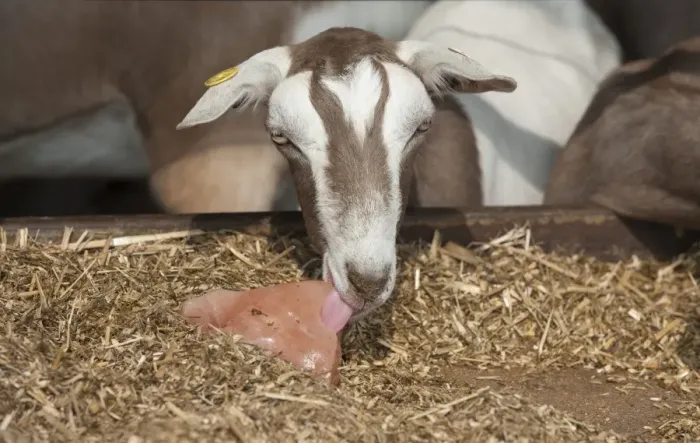 Framed Print : Domestic Goat, Toggenburg nanny, close-up of head, licking mineral block at feed barrier, Yorkshire, England, September Framed Print : Domestic Goat, Toggenburg nanny, close-up of head, licking mineral block at feed barrier, Yorkshire, England, September