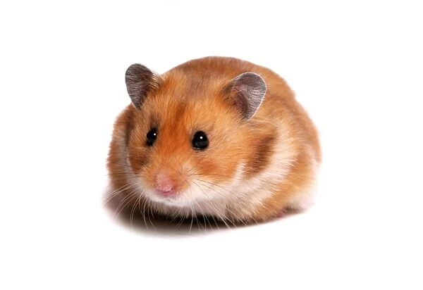 Domestic Golden Hamster (Mesocricetus auratus) adult male