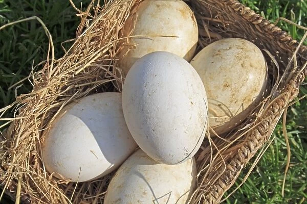 Domestic Goose, five eggs, in basket, Mendlesham, Suffolk, England, April