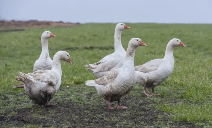 Framed Print : Domestic Goose, Embden, five adults, standing on grass in field, Rotherham, South Yorkshire, England, February Framed Print : Domestic Goose, Embden, five adults, standing on grass in field, Rotherham, South Yorkshire, England, February