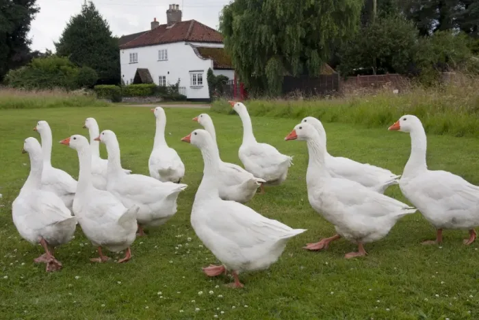 Framed Print : Domestic Goose, Norwegian White, flock, walking on village green, Tottenhill, Norfolk, England, July