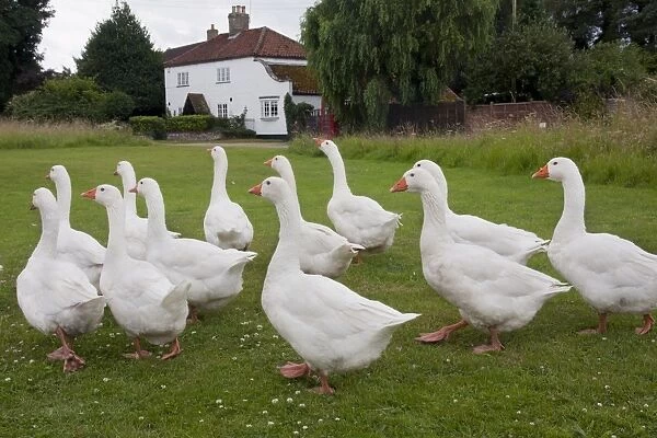 Domestic Goose, Norwegian White, flock, walking on village green, Tottenhill, Norfolk, England, July