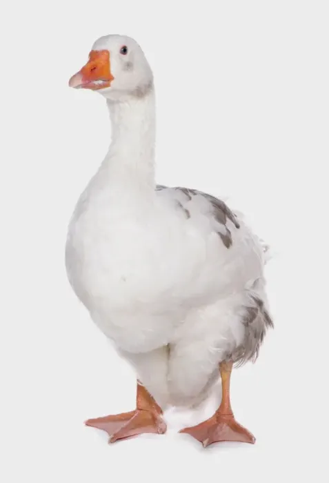 Framed Print : Domestic Goose, West of England Goose, adult, standing Framed Print : Domestic Goose, West of England Goose, adult, standing