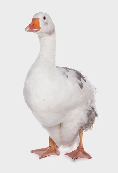 Domestic Goose, West of England Goose, adult, standing