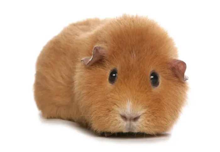 Framed Print : Domestic Guinea Pig (Cavia porcellus) adult, standing