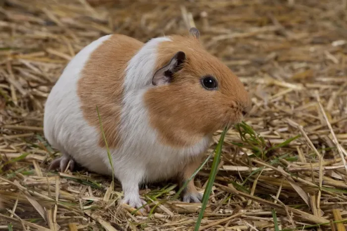 Framed Print : Domestic Guinea Pig (Cavia porcellus) adult, feeding on grass, standing on straw bedding, Whitewell, Lancashire