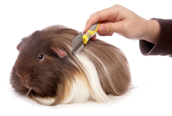 Domestic Guinea Pig (Cavia porcellus) adult, being combed by owner