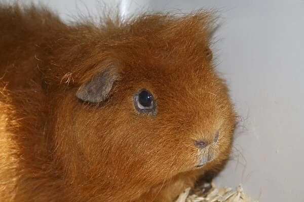 Domestic Guinea Pig (Cavia porcellus) adult, close-up of head, with fatty eye condition, Suffolk, England, april