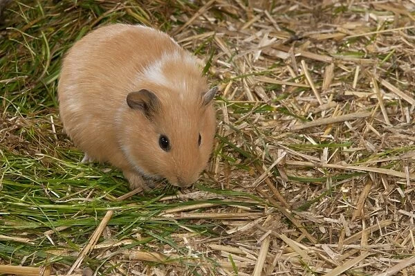 Domestic Guinea Pig (Cavia porcellus) adult, feeding on grass, standing on straw bedding, Whitewell, Lancashire