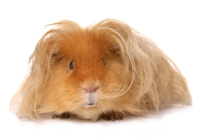 Framed Print : Domestic Guinea Pig (Cavia porcellus) adult, with long hair, standing Framed Print : Domestic Guinea Pig (Cavia porcellus) adult, with long hair, standing