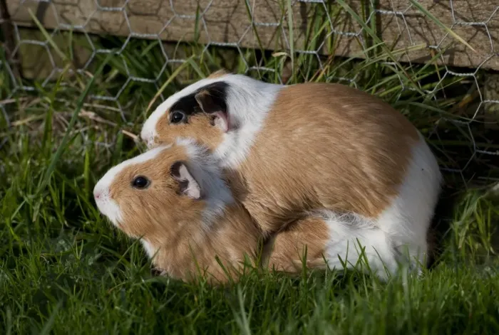 Framed Print : Domestic Guinea Pig (Cavia porcellus) adult pair, mating, Whitewell, Lancashire, England, december
