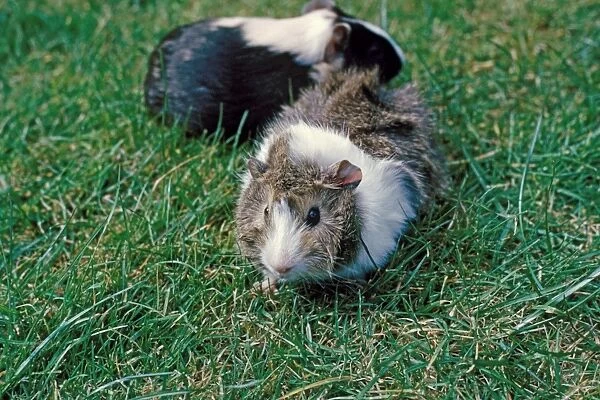 Domestic Guinea Pig (Cavia porcellus) two adults, standing on grass, England