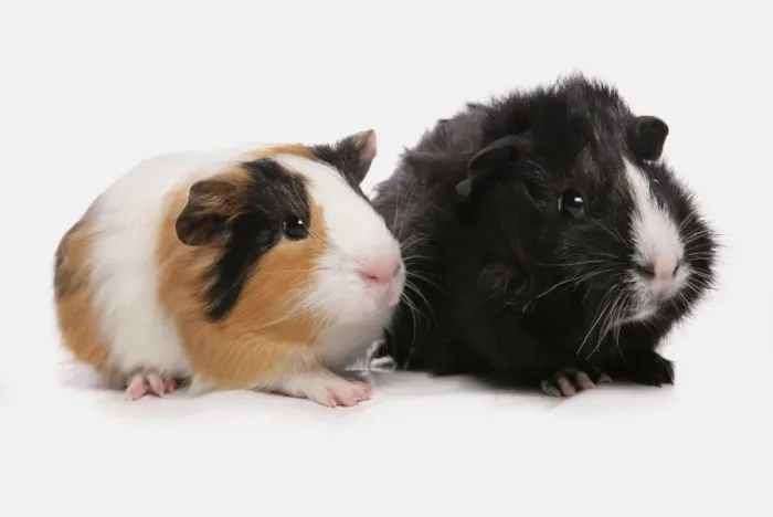 Framed Print : Domestic Guinea Pig (Cavia porcellus) two babies, standing Framed Print : Domestic Guinea Pig (Cavia porcellus) two babies, standing
