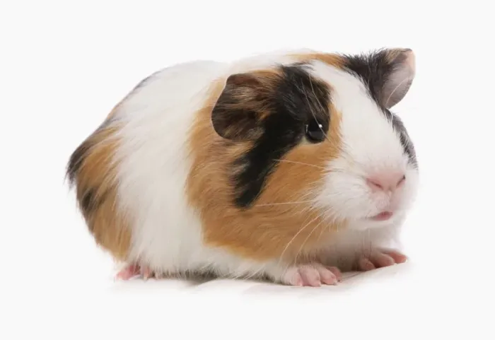 Framed Print : Domestic Guinea Pig (Cavia porcellus) tricolour baby, standing
