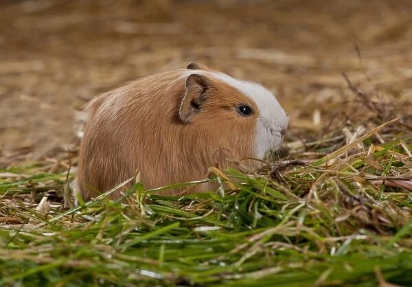 Domestic Guinea Pig (Cavia porcellus) young, feeding on grass, standing on straw bedding, Whitewell, Lancashire