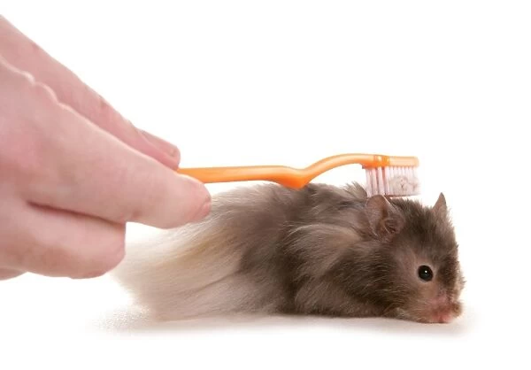 Domestic Hamster, adult, being brushed by owner