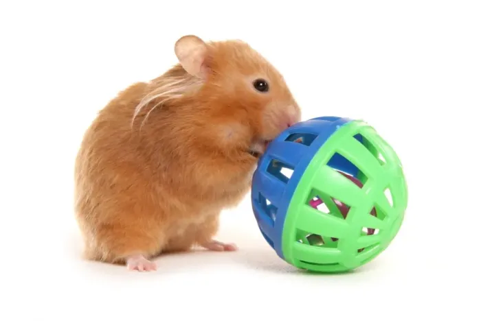 Framed Print : Domestic Hamster, adult, playing with toy