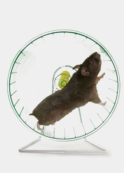 Domestic Hamster, adult, running on exercise wheel